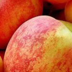 Apricot Apple Salad