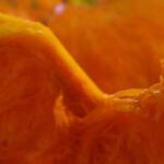 Baked Winter Squash