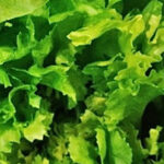 Escarole and Beans