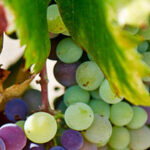 Greens and Grapes