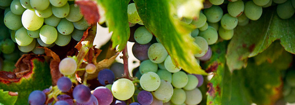 Greens and Grapes
