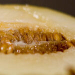 Nectarine Glazed Honeydew