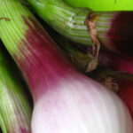 Onion Casserole