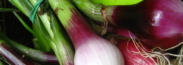 Onion Casserole