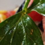 Spicy Watermelon Relish